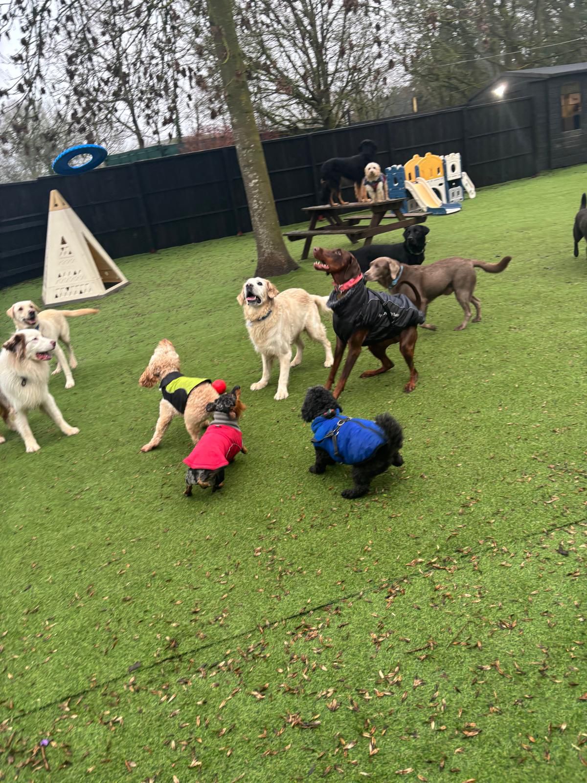 Socialization Groups